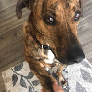 Meet your Posher, Raechel